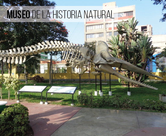 Museo de la Historia Natural